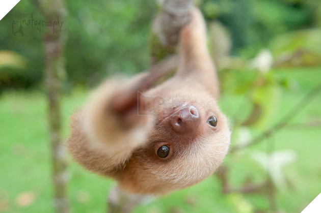 Viện mồ c&#244;i chuy&#234;n dang tay đ&#243;n nhận những ch&#250; lười bị bỏ rơi - Ảnh 2.