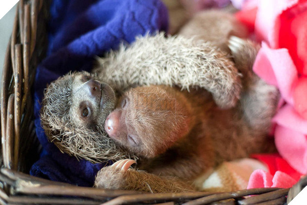 Viện mồ c&#244;i chuy&#234;n dang tay đ&#243;n nhận những ch&#250; lười bị bỏ rơi - Ảnh 2.