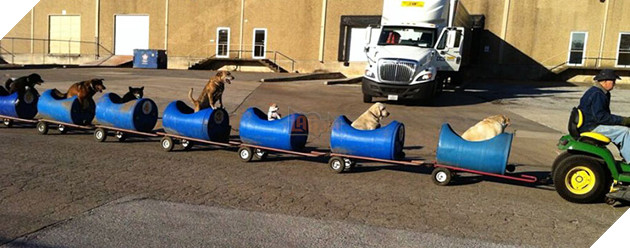 rescued-dog-train-tractor-stray-eugene-bostick-1