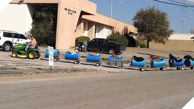 rescued-dog-train-tractor-stray-eugene-bostick-5