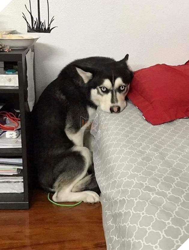 Mệt mỏi với thái độ “lồi lõm” của lũ boss khi bị ăn mắng