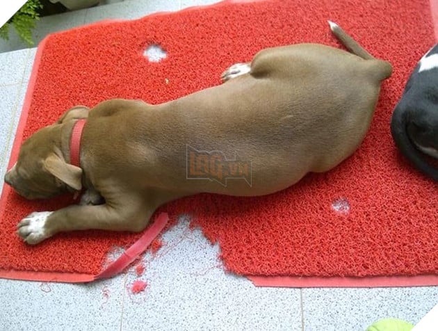 Mệt mỏi với thái độ “lồi lõm” của lũ boss khi bị ăn mắng 13