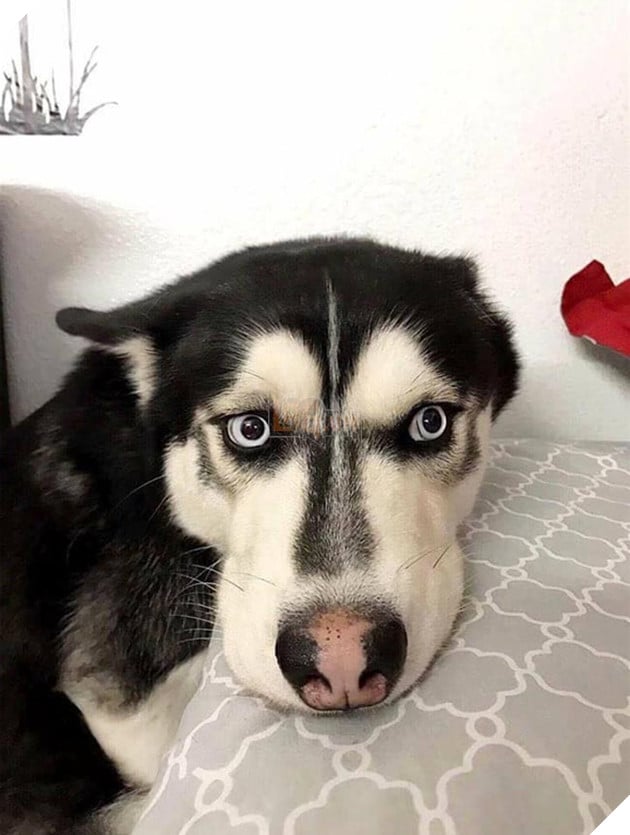 Mệt mỏi với thái độ “lồi lõm” của lũ boss khi bị ăn mắng 2