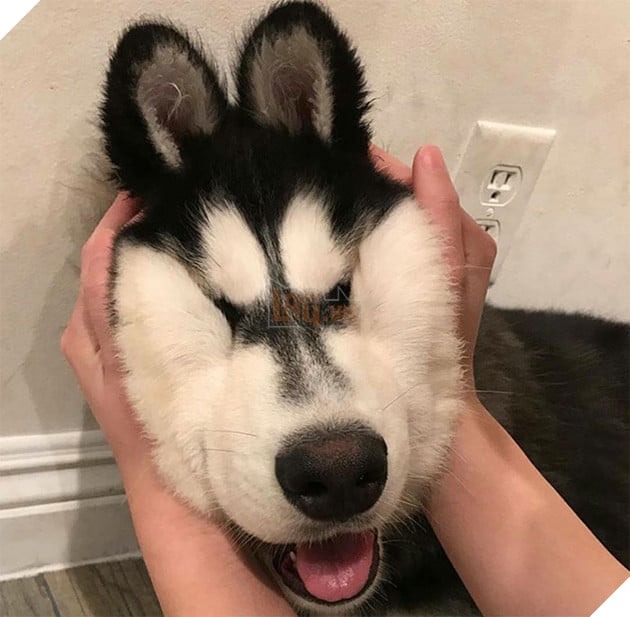 20 boss thộn hết mặt ra khi bị mấy thằng nô, con sen véo má - Ảnh 1.