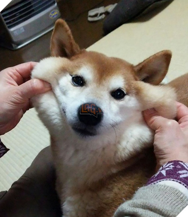 20 boss thộn hết mặt ra khi bị mấy thằng nô, con sen véo má - Ảnh 7.