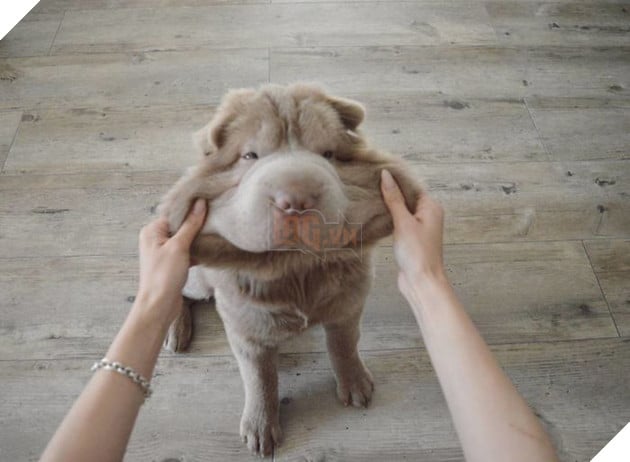 20 boss thộn hết mặt ra khi bị mấy thằng nô, con sen véo má - Ảnh 11.