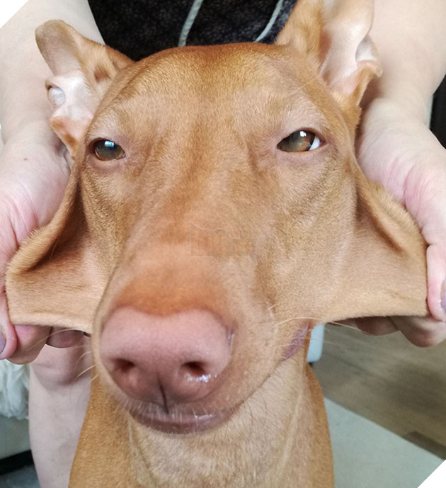 20 boss thộn hết mặt ra khi bị mấy thằng nô, con sen véo má - Ảnh 15.