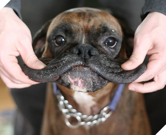 20 boss thộn hết mặt ra khi bị mấy thằng nô, con sen véo má - Ảnh 17.