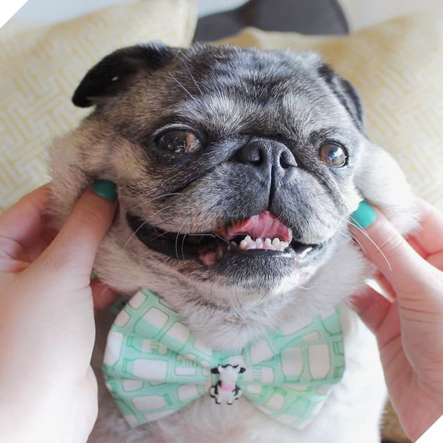 Chùm ảnh đám gâu gâu bị bẹo má vô cùng đáng yêu 10