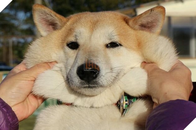 20 boss thộn hết mặt ra khi bị mấy thằng nô, con sen véo má - Ảnh 22.