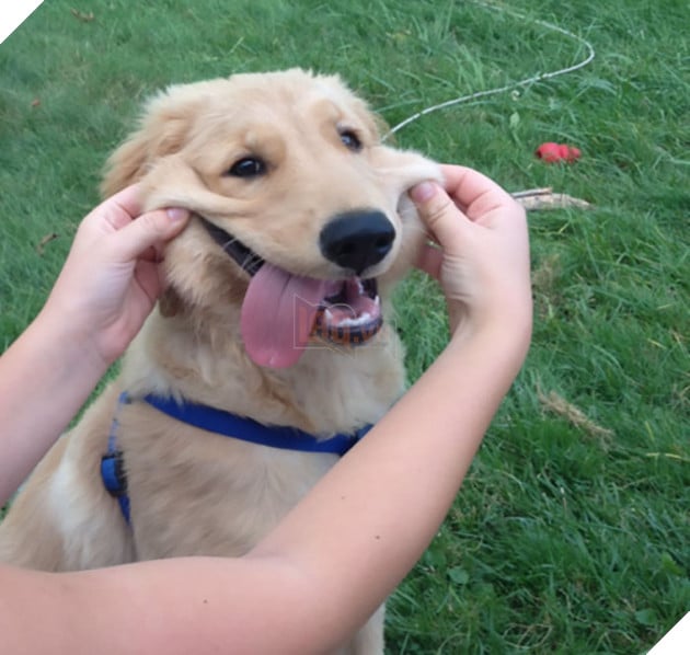 20 boss thộn hết mặt ra khi bị mấy thằng nô, con sen véo má - Ảnh 24.