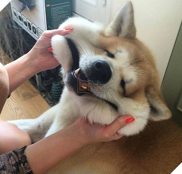 20 boss thộn hết mặt ra khi bị mấy thằng nô, con sen véo má - Ảnh 26.