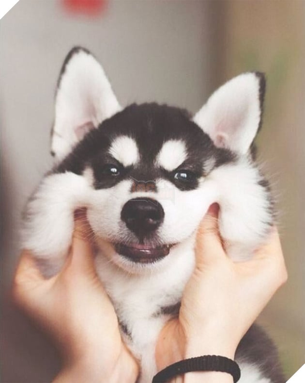 20 boss thộn hết mặt ra khi bị mấy thằng nô, con sen véo má - Ảnh 32.