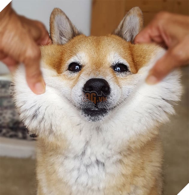 20 boss thộn hết mặt ra khi bị mấy thằng nô, con sen véo má - Ảnh 36.