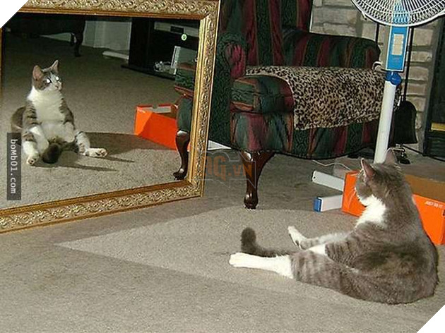 25 tư thế ngồi của mèo cưng, bạn ‘vĩnh viễn’ không hiểu được chúng đáng yêu đến mức nào 25