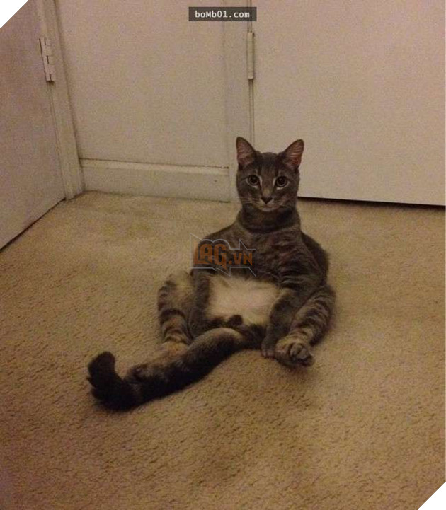 25 tư thế ngồi của mèo cưng, bạn ‘vĩnh viễn’ không hiểu được chúng đáng yêu đến mức nào 19