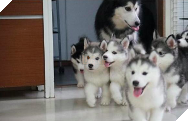 Cô chủ nuôi 9 chú chó Husky, tưởng tăng thêm 9 liều thuốc tinh thần, ai dè…