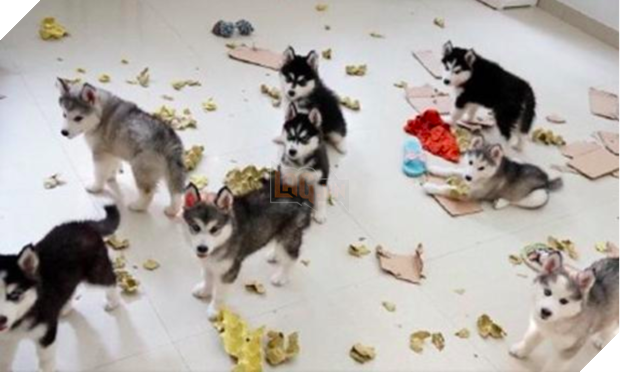 Cô chủ nuôi 9 chú chó Husky, tưởng tăng thêm 9 liều thuốc tinh thần, ai dè… 2