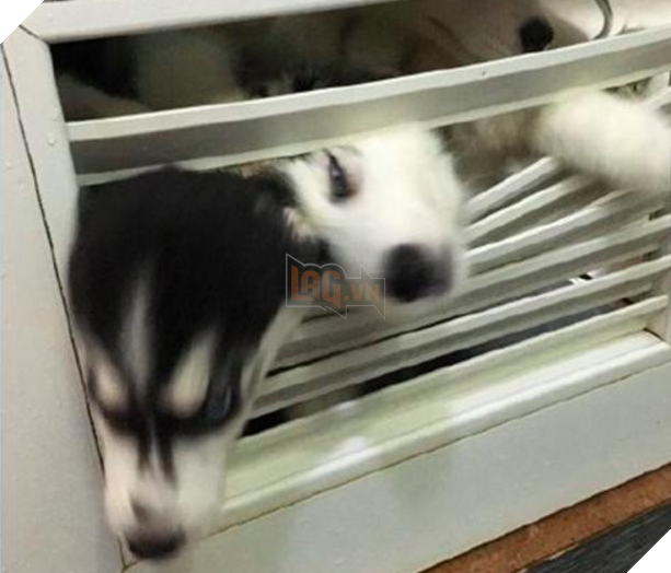 Cô chủ nuôi 9 chú chó Husky, tưởng tăng thêm 9 liều thuốc tinh thần, ai dè… 3