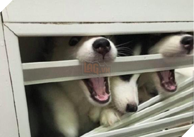 Cô chủ nuôi 9 chú chó Husky, tưởng tăng thêm 9 liều thuốc tinh thần, ai dè… 4