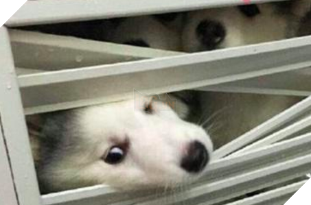 Cô chủ nuôi 9 chú chó Husky, tưởng tăng thêm 9 liều thuốc tinh thần, ai dè… 5