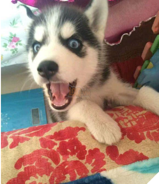 Cô chủ nuôi 9 chú chó Husky, tưởng tăng thêm 9 liều thuốc tinh thần, ai dè… 6