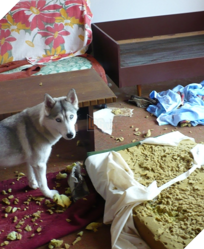 Cô chủ nuôi 9 chú chó Husky, tưởng tăng thêm 9 liều thuốc tinh thần, ai dè… 12