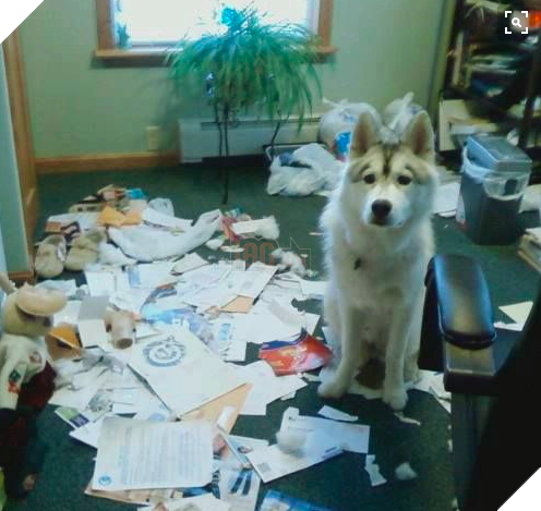 Cô chủ nuôi 9 chú chó Husky, tưởng tăng thêm 9 liều thuốc tinh thần, ai dè… 13