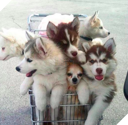 Cô chủ nuôi 9 chú chó Husky, tưởng tăng thêm 9 liều thuốc tinh thần, ai dè… 14