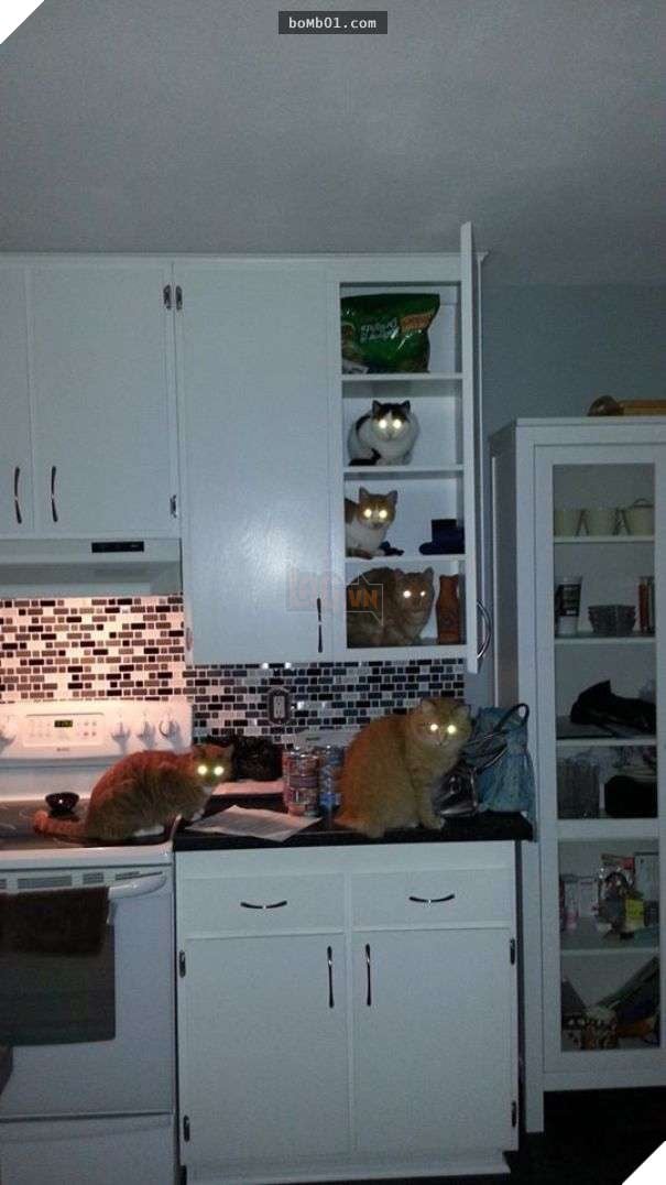 Cười lăn với 19 ‘kiểu ăn năn’ của thú cưng khi bị bắt quả tang, #17 đừng chọc giận chú mèo này 11