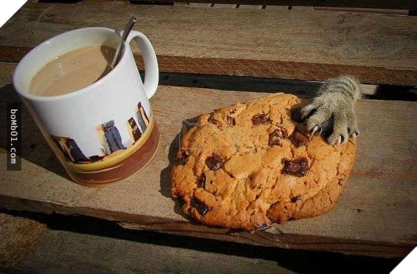 Cười lăn với 19 ‘kiểu ăn năn’ của thú cưng khi bị bắt quả tang, #17 đừng chọc giận chú mèo này 3