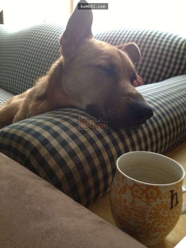 Cười lăn với 19 ‘kiểu ăn năn’ của thú cưng khi bị bắt quả tang, #17 đừng chọc giận chú mèo này 4