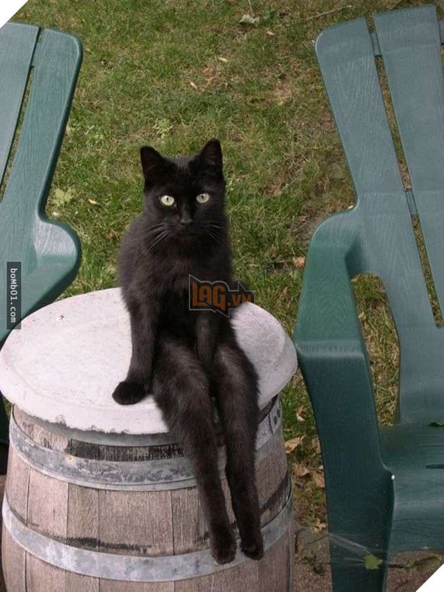 25 tư thế ngồi của mèo cưng, bạn ‘vĩnh viễn’ không hiểu được chúng đáng yêu đến mức nào 2