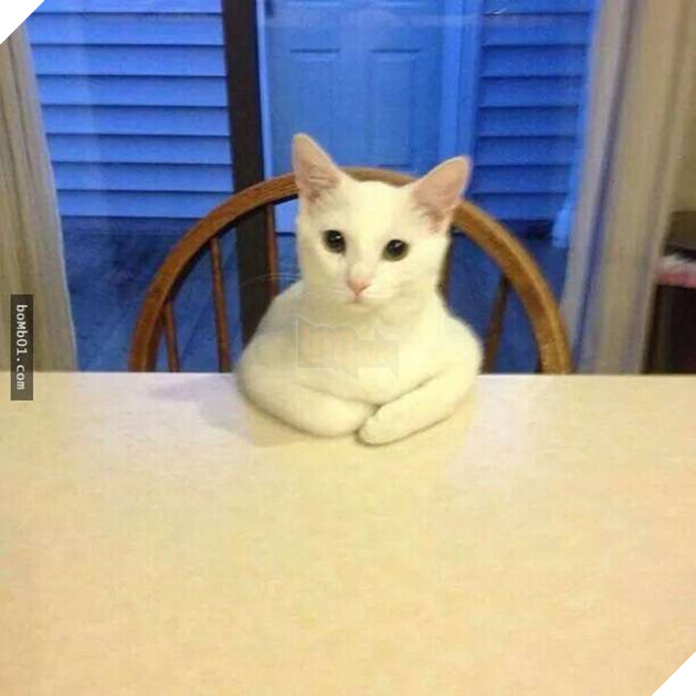 25 tư thế ngồi của mèo cưng, bạn ‘vĩnh viễn’ không hiểu được chúng đáng yêu đến mức nào 8