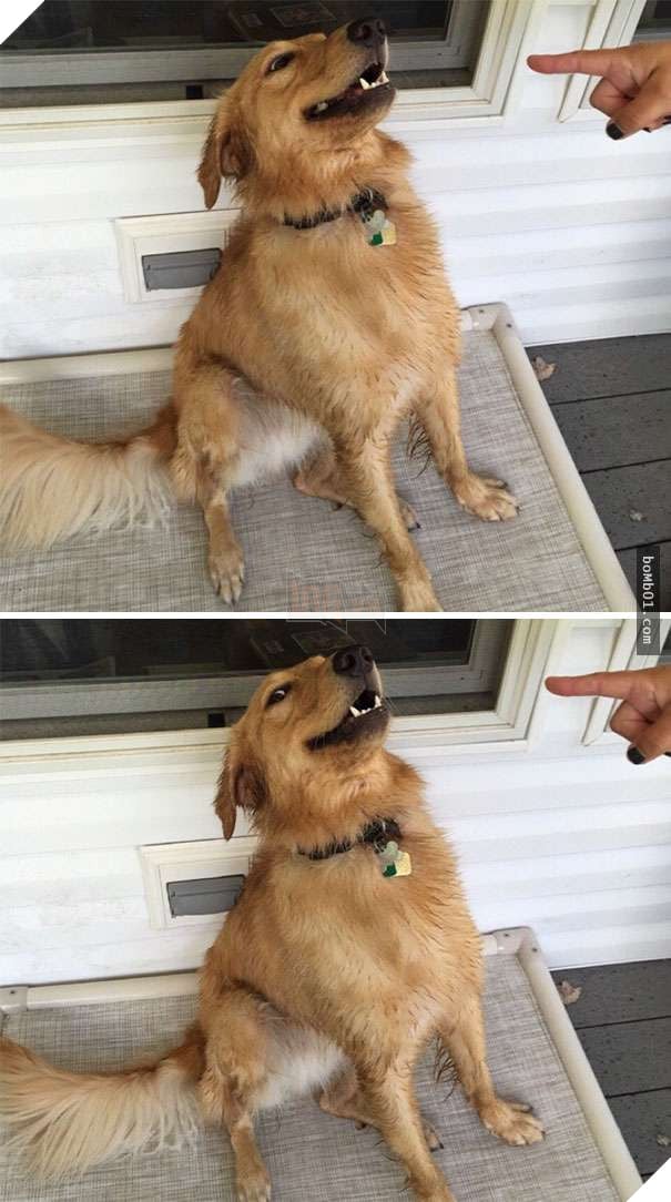 Cười lăn với 19 ‘kiểu ăn năn’ của thú cưng khi bị bắt quả tang, #17 đừng chọc giận chú mèo này 12