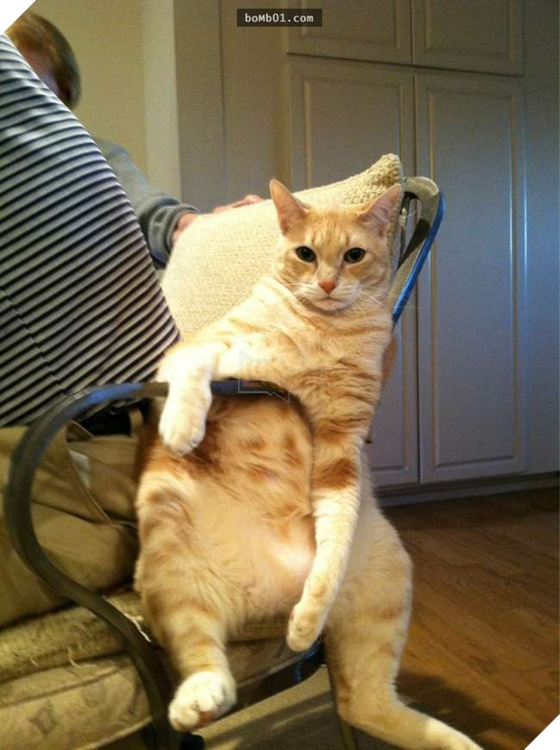 25 tư thế ngồi của mèo cưng, bạn ‘vĩnh viễn’ không hiểu được chúng đáng yêu đến mức nào 23