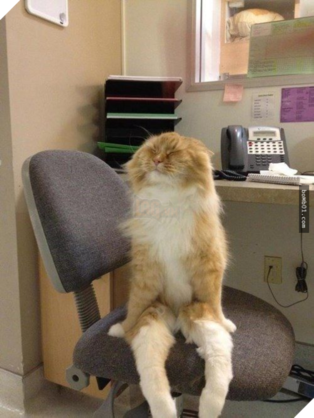 25 tư thế ngồi của mèo cưng, bạn ‘vĩnh viễn’ không hiểu được chúng đáng yêu đến mức nào 20