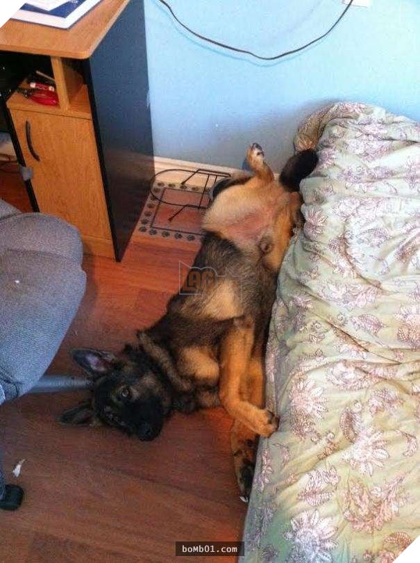 Cười lăn với 19 ‘kiểu ăn năn’ của thú cưng khi bị bắt quả tang, #17 đừng chọc giận chú mèo này 13