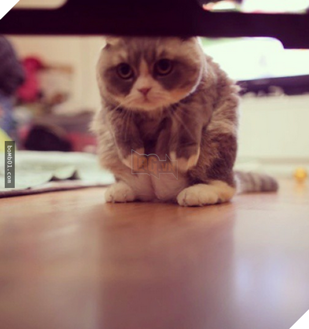 25 tư thế ngồi của mèo cưng, bạn ‘vĩnh viễn’ không hiểu được chúng đáng yêu đến mức nào