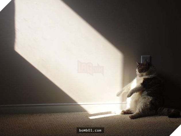 25 tư thế ngồi của mèo cưng, bạn ‘vĩnh viễn’ không hiểu được chúng đáng yêu đến mức nào 16