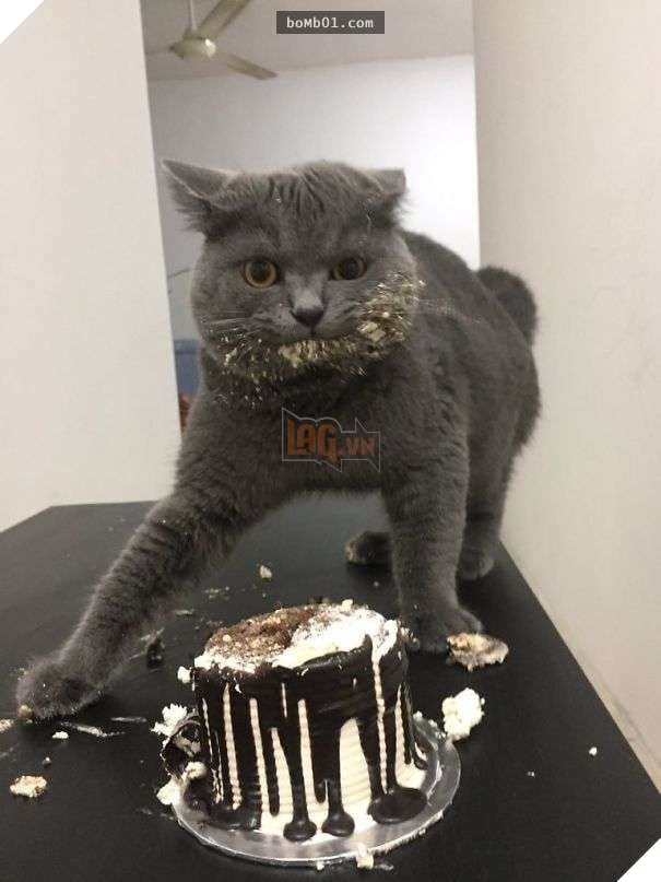Cười lăn với 19 ‘kiểu ăn năn’ của thú cưng khi bị bắt quả tang, #17 đừng chọc giận chú mèo này 2