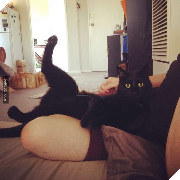 25 tư thế ngồi của mèo cưng, bạn ‘vĩnh viễn’ không hiểu được chúng đáng yêu đến mức nào 11