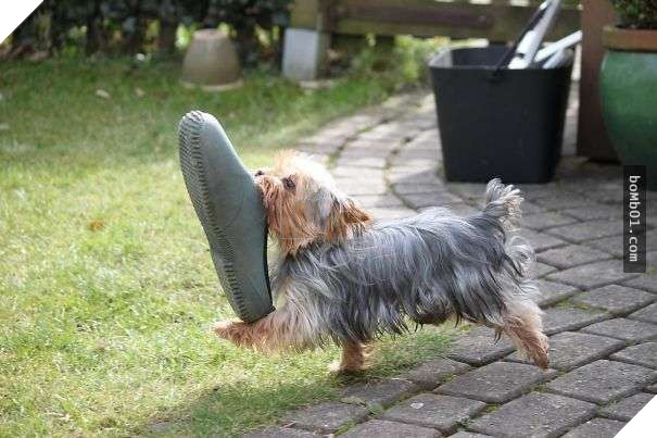 Cười lăn với 19 ‘kiểu ăn năn’ của thú cưng khi bị bắt quả tang, #17 đừng chọc giận chú mèo này 9