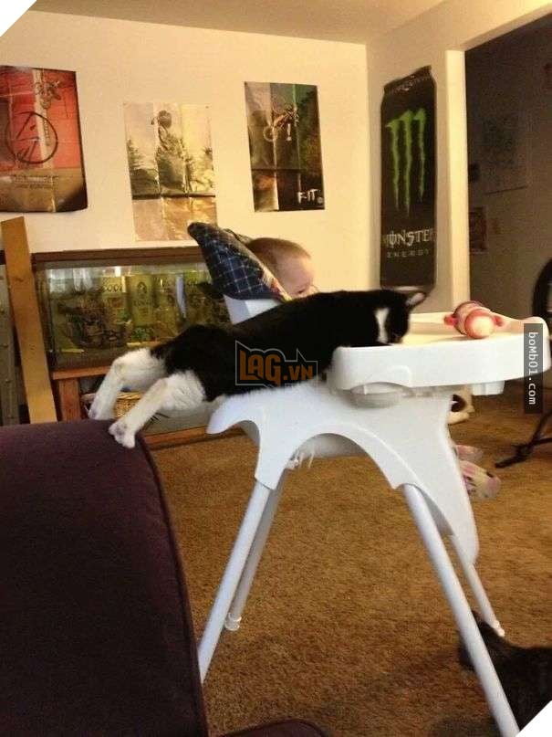 Cười lăn với 19 ‘kiểu ăn năn’ của thú cưng khi bị bắt quả tang, #17 đừng chọc giận chú mèo này 10