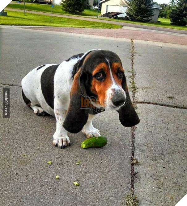 Cười lăn với 19 ‘kiểu ăn năn’ của thú cưng khi bị bắt quả tang, #17 đừng chọc giận chú mèo này 7