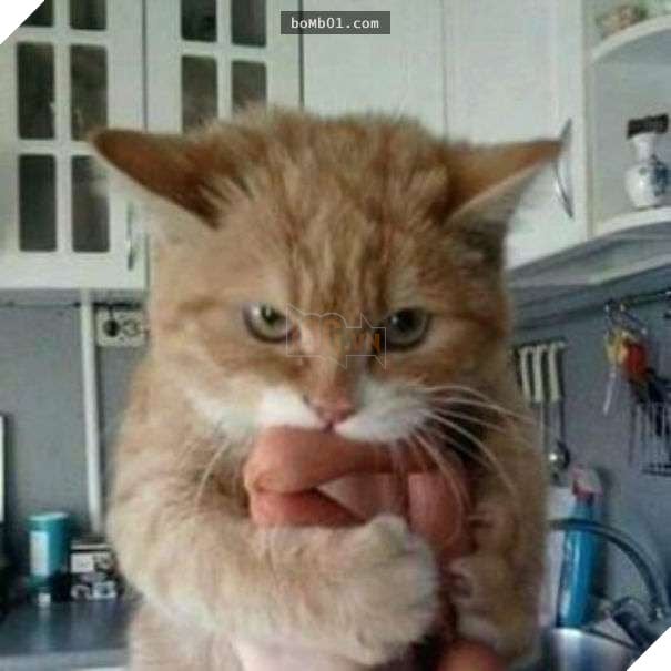 Cười lăn với 19 ‘kiểu ăn năn’ của thú cưng khi bị bắt quả tang, #17 đừng chọc giận chú mèo này 8