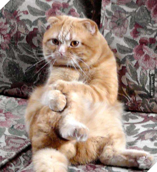 25 tư thế ngồi của mèo cưng, bạn ‘vĩnh viễn’ không hiểu được chúng đáng yêu đến mức nào 12