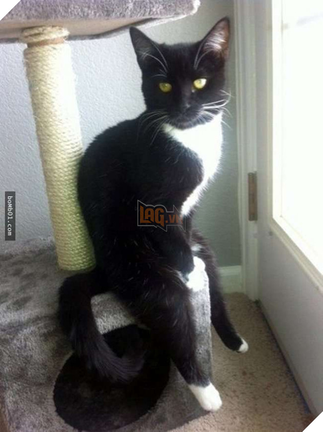 25 tư thế ngồi của mèo cưng, bạn ‘vĩnh viễn’ không hiểu được chúng đáng yêu đến mức nào 17