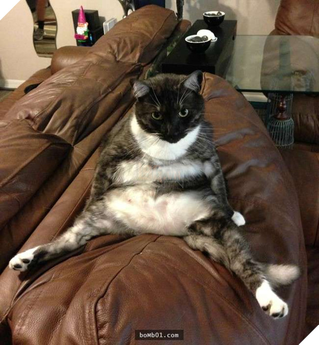 25 tư thế ngồi của mèo cưng, bạn ‘vĩnh viễn’ không hiểu được chúng đáng yêu đến mức nào 5