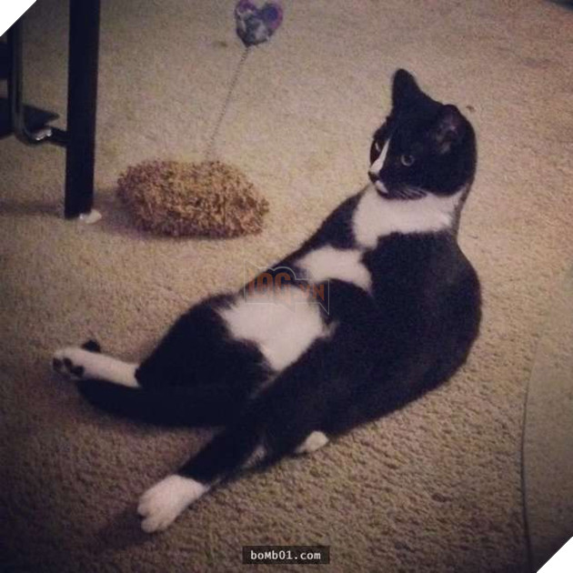 25 tư thế ngồi của mèo cưng, bạn ‘vĩnh viễn’ không hiểu được chúng đáng yêu đến mức nào 13